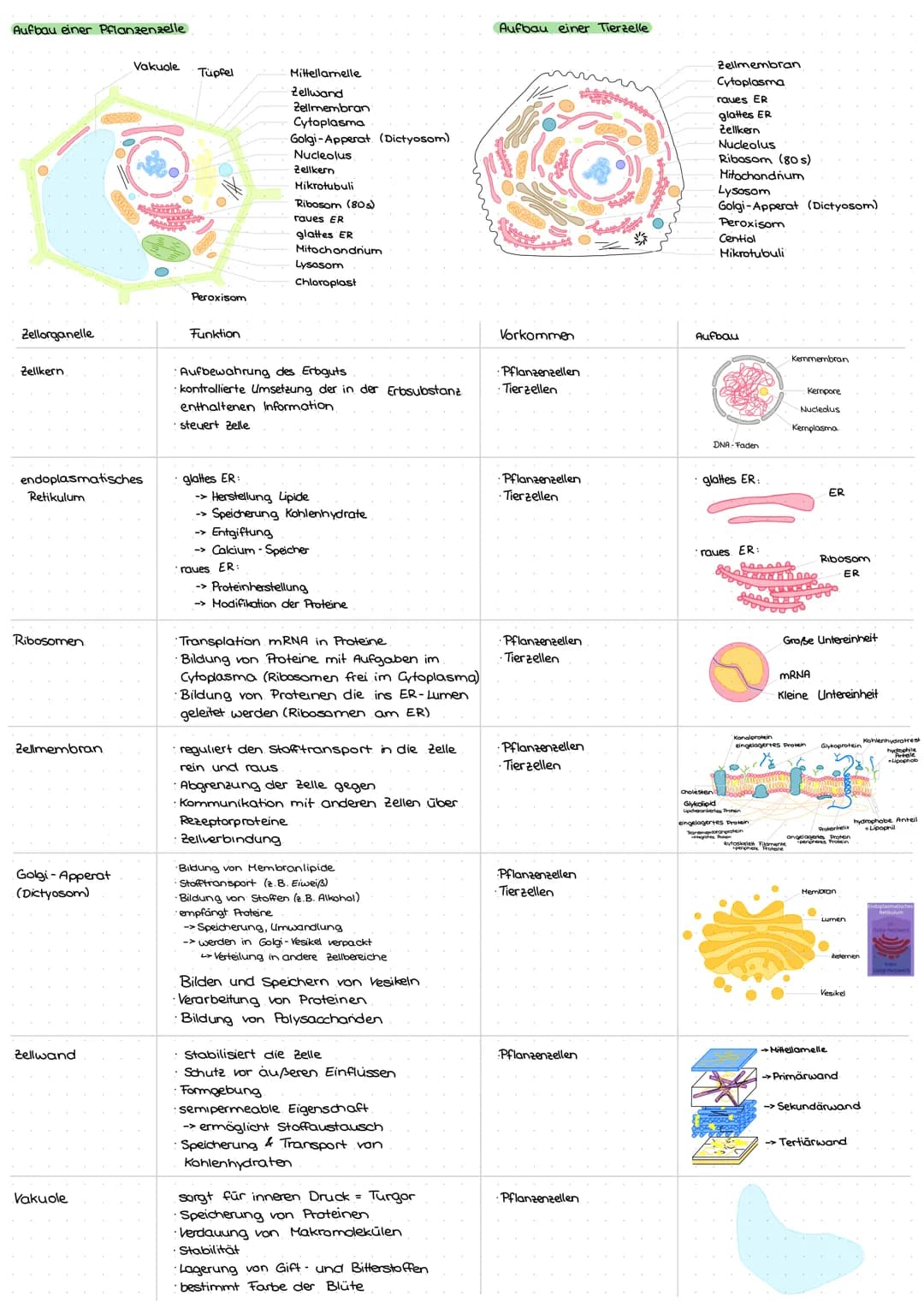 Aufbau einer Pflanzenzelle
Zellorganelle
Zellkern
Retikulum
Ribosomen
endoplasmatisches
Zellmembran
www
Golgi - Apperat
(Dictyosom)
Zellwand