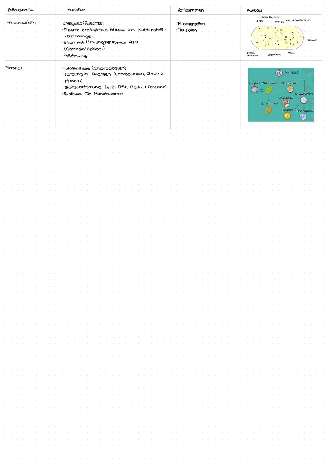 Aufbau einer Pflanzenzelle
Zellorganelle
Zellkern
Retikulum
Ribosomen
endoplasmatisches
Zellmembran
www
Golgi - Apperat
(Dictyosom)
Zellwand