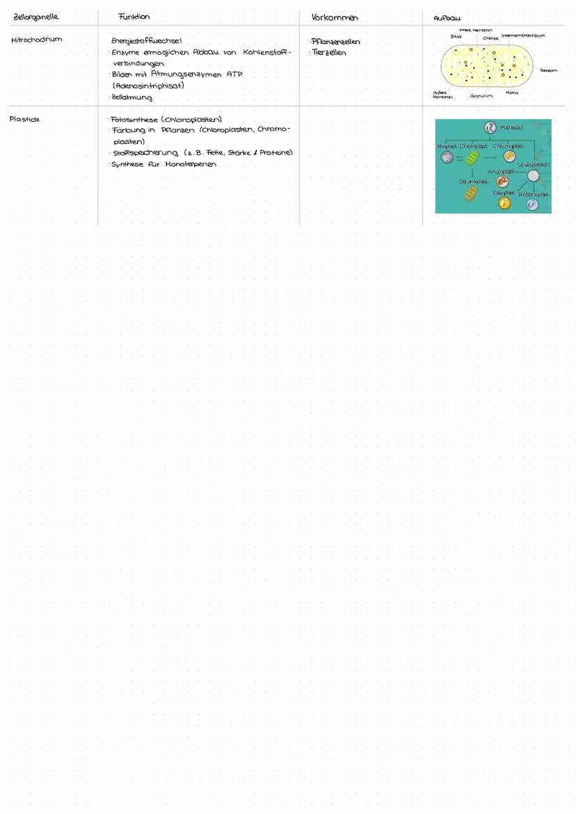 Aufbau einer Pflanzenzelle
Zellorganelle
Zellkern
Retikulum
Ribosomen
endoplasmatisches
Zellmembran
www
Golgi - Apperat
(Dictyosom)
Zellwand