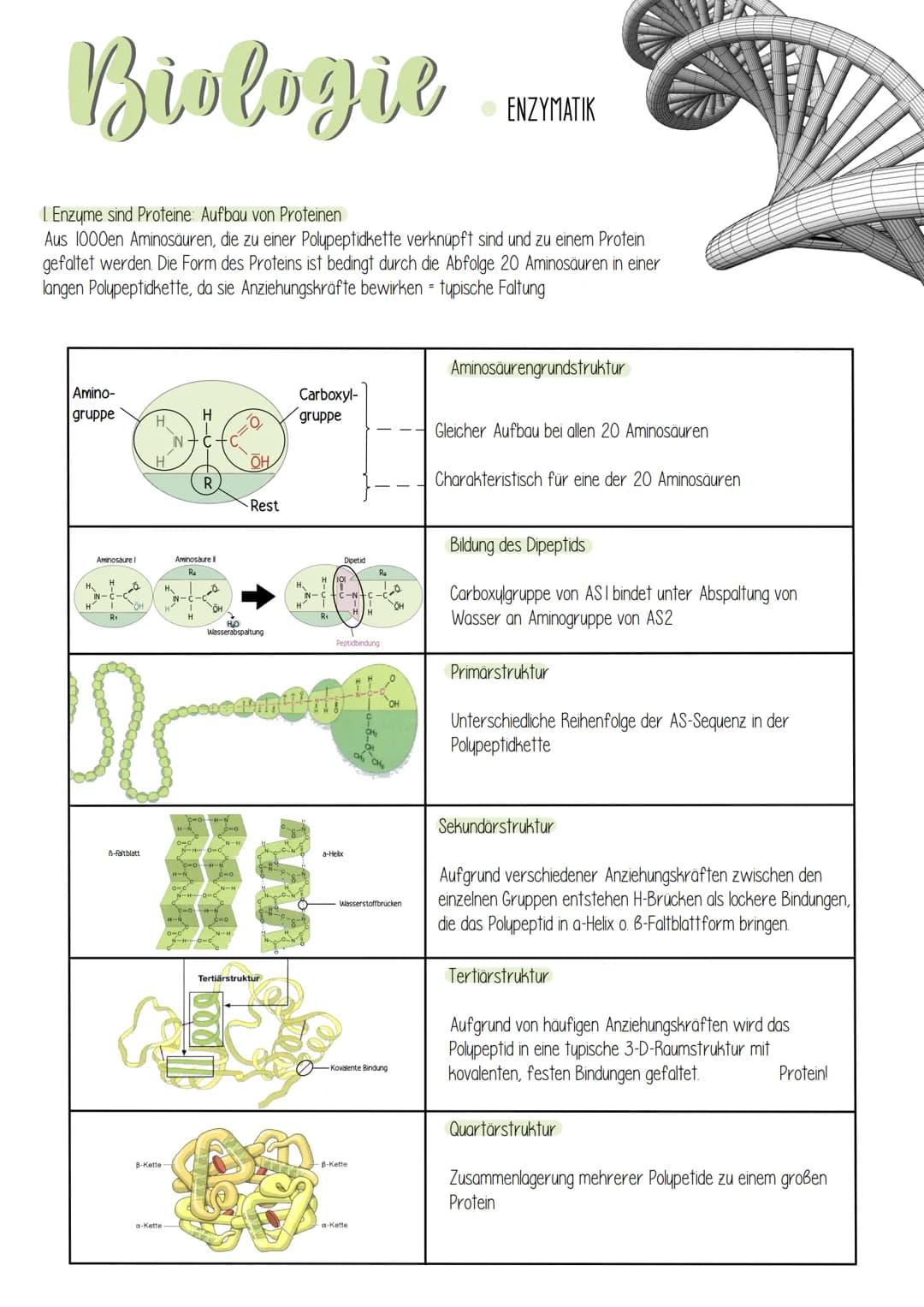  Biologie
Enzyme sind Proteine: Aufbau von Proteinen
Aus 1000en Aminosäuren, die zu einer Polypeptidkette verknüpft sind und zu einem Protei