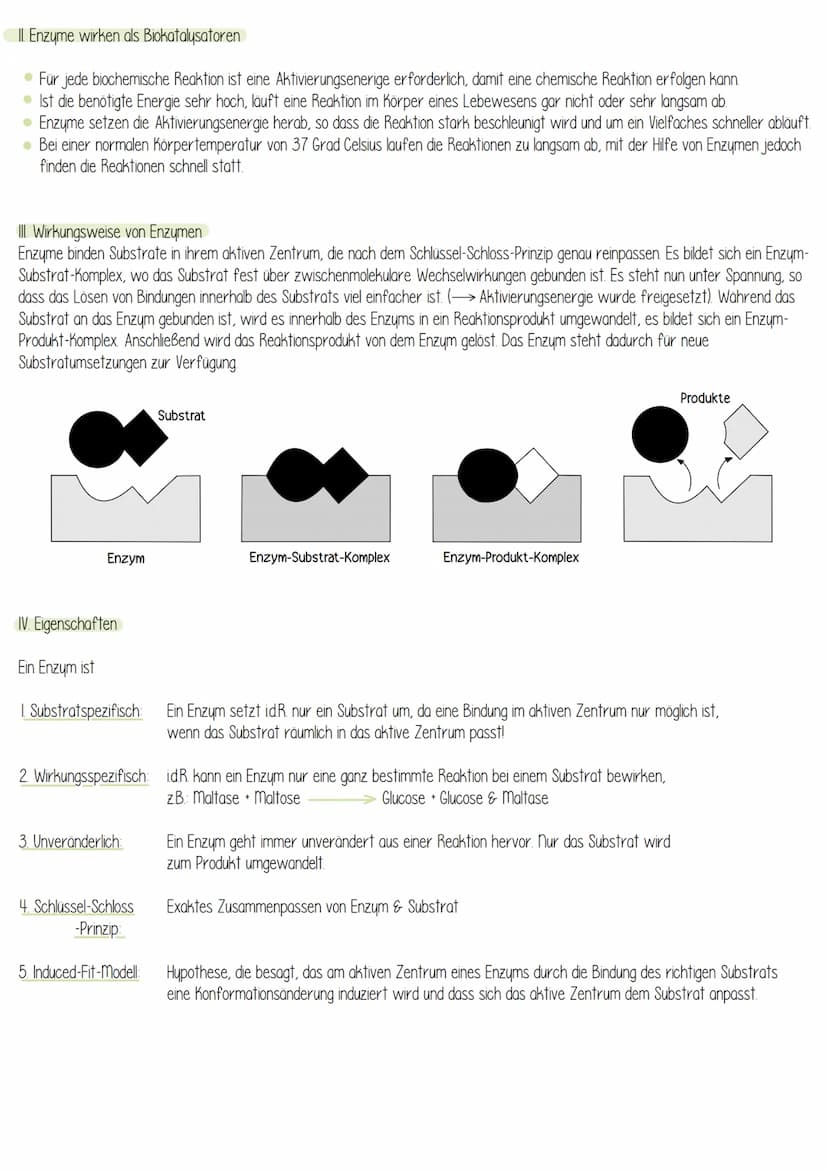  Biologie
Enzyme sind Proteine: Aufbau von Proteinen
Aus 1000en Aminosäuren, die zu einer Polypeptidkette verknüpft sind und zu einem Protei