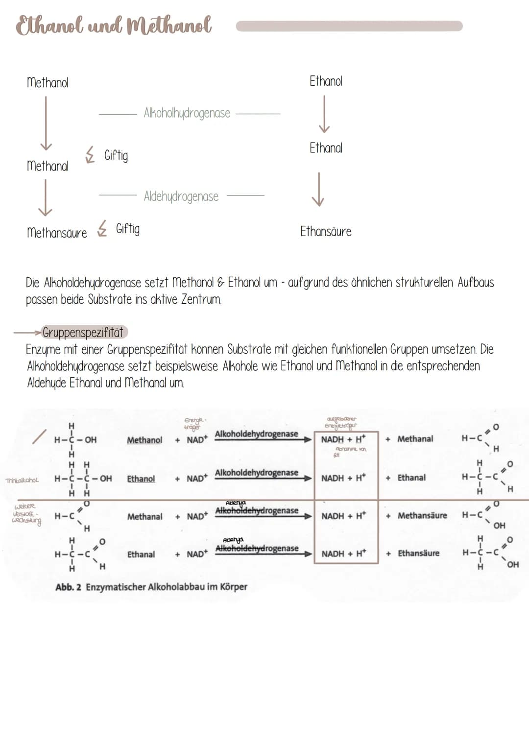  Biologie
Enzyme sind Proteine: Aufbau von Proteinen
Aus 1000en Aminosäuren, die zu einer Polypeptidkette verknüpft sind und zu einem Protei