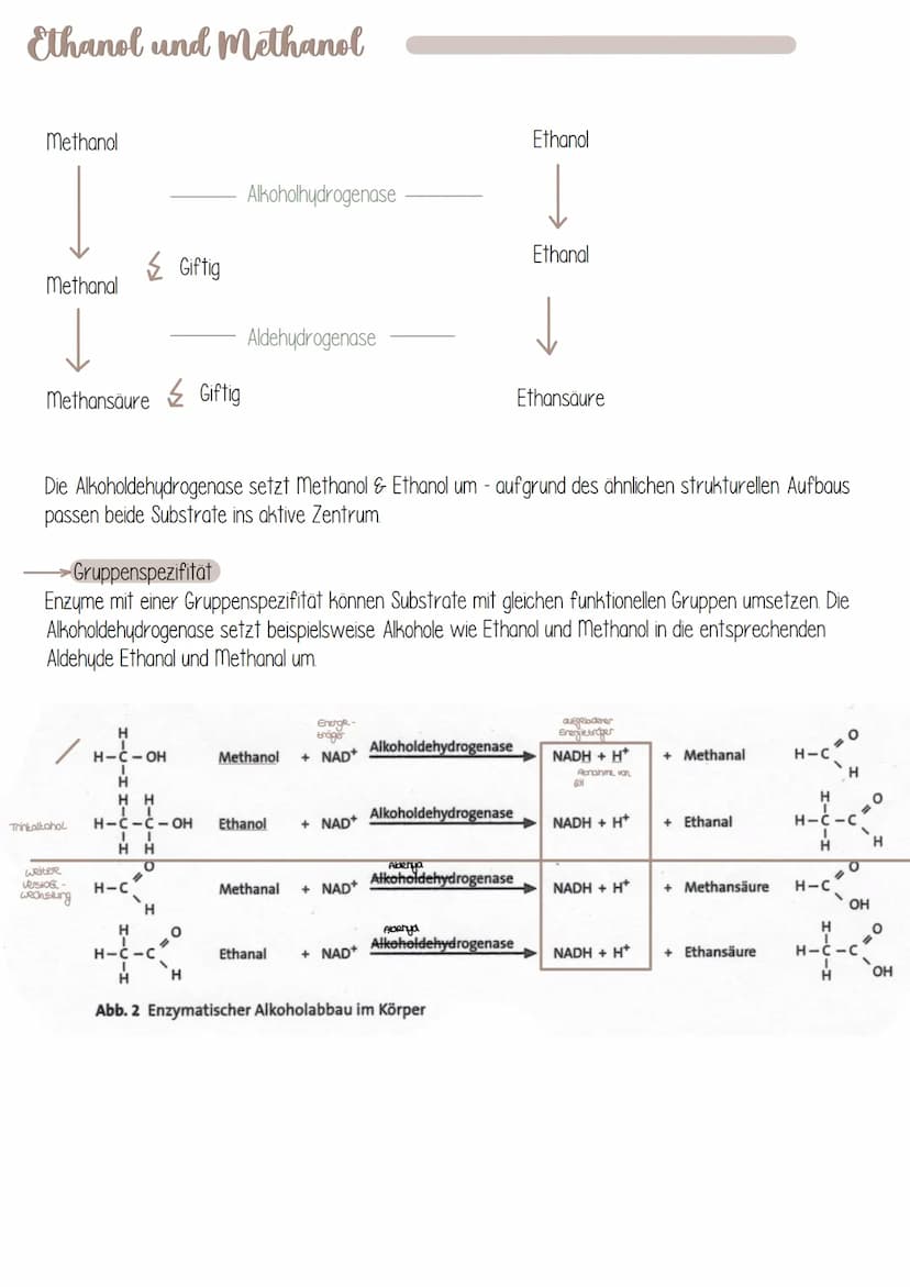  Biologie
Enzyme sind Proteine: Aufbau von Proteinen
Aus 1000en Aminosäuren, die zu einer Polypeptidkette verknüpft sind und zu einem Protei
