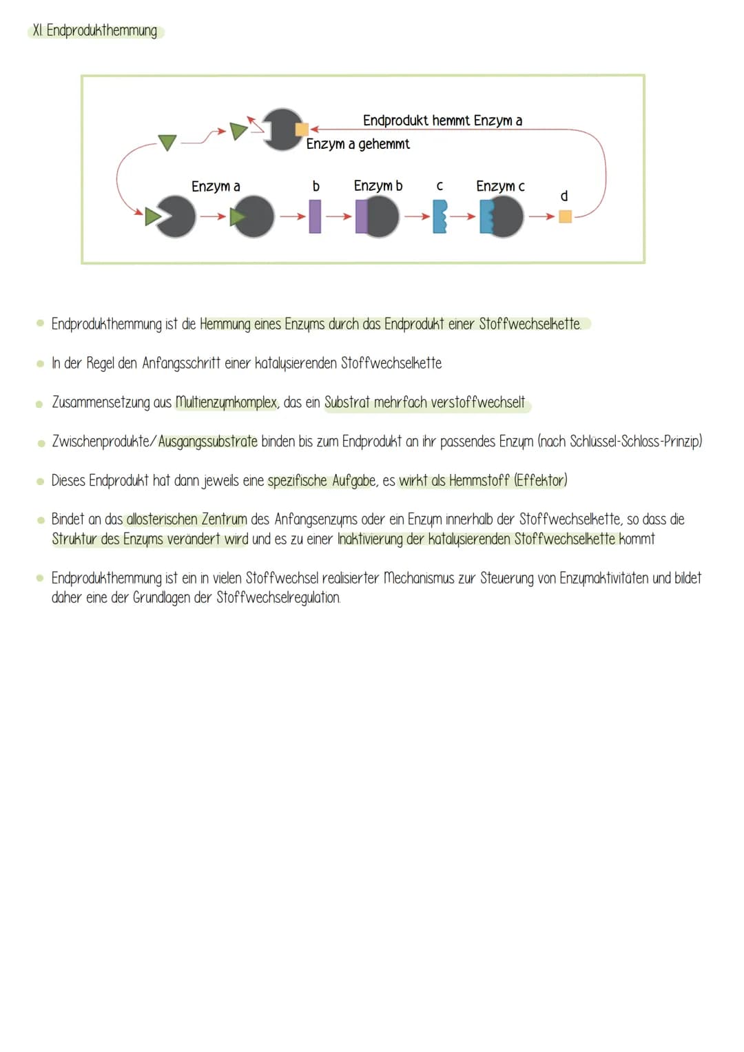  Biologie
Enzyme sind Proteine: Aufbau von Proteinen
Aus 1000en Aminosäuren, die zu einer Polypeptidkette verknüpft sind und zu einem Protei