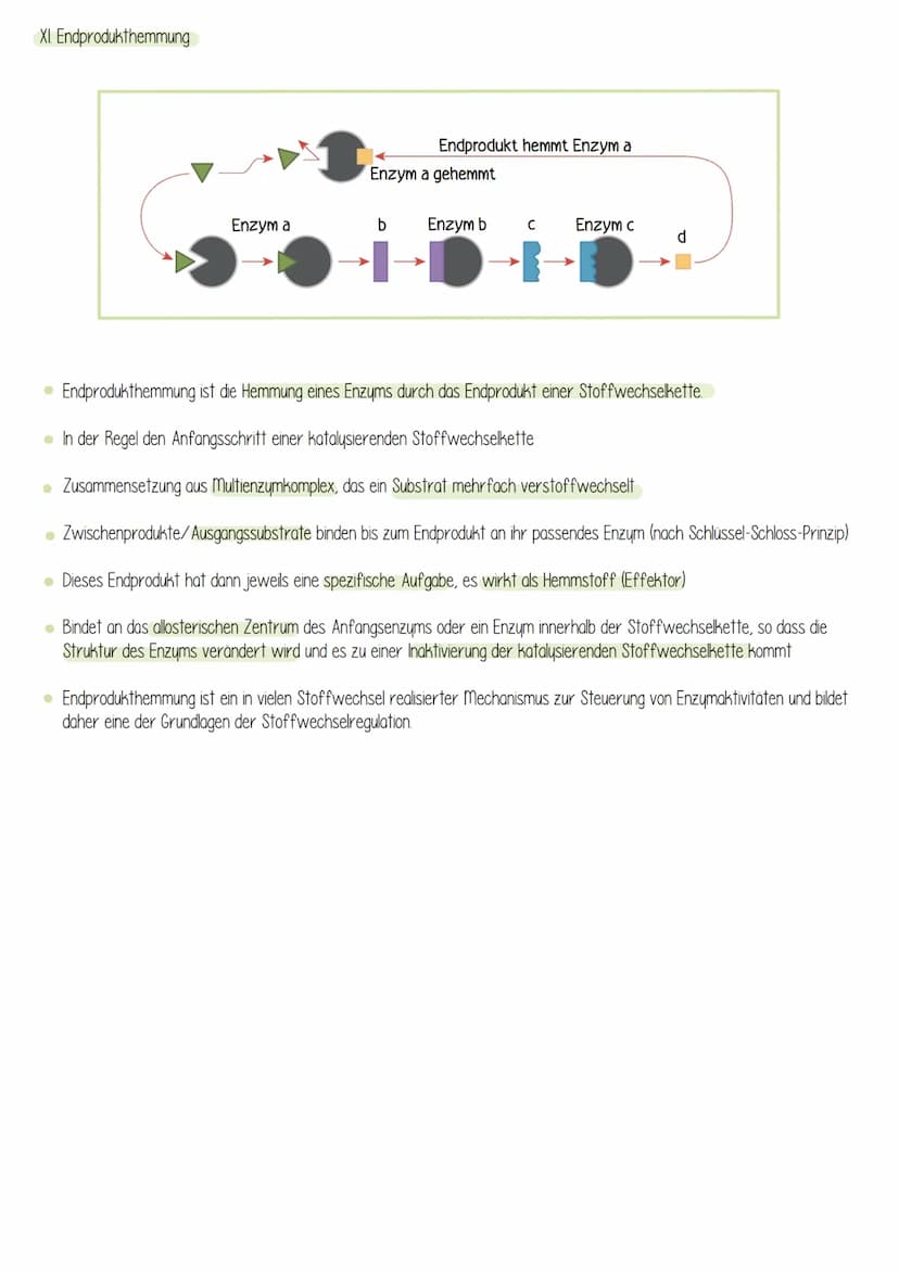  Biologie
Enzyme sind Proteine: Aufbau von Proteinen
Aus 1000en Aminosäuren, die zu einer Polypeptidkette verknüpft sind und zu einem Protei