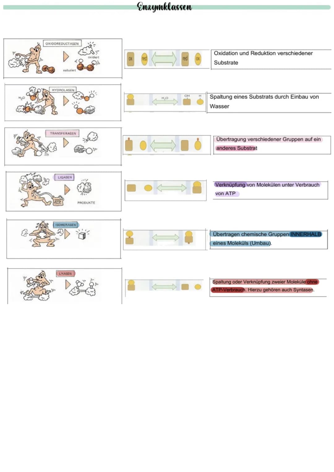  Biologie
Enzyme sind Proteine: Aufbau von Proteinen
Aus 1000en Aminosäuren, die zu einer Polypeptidkette verknüpft sind und zu einem Protei