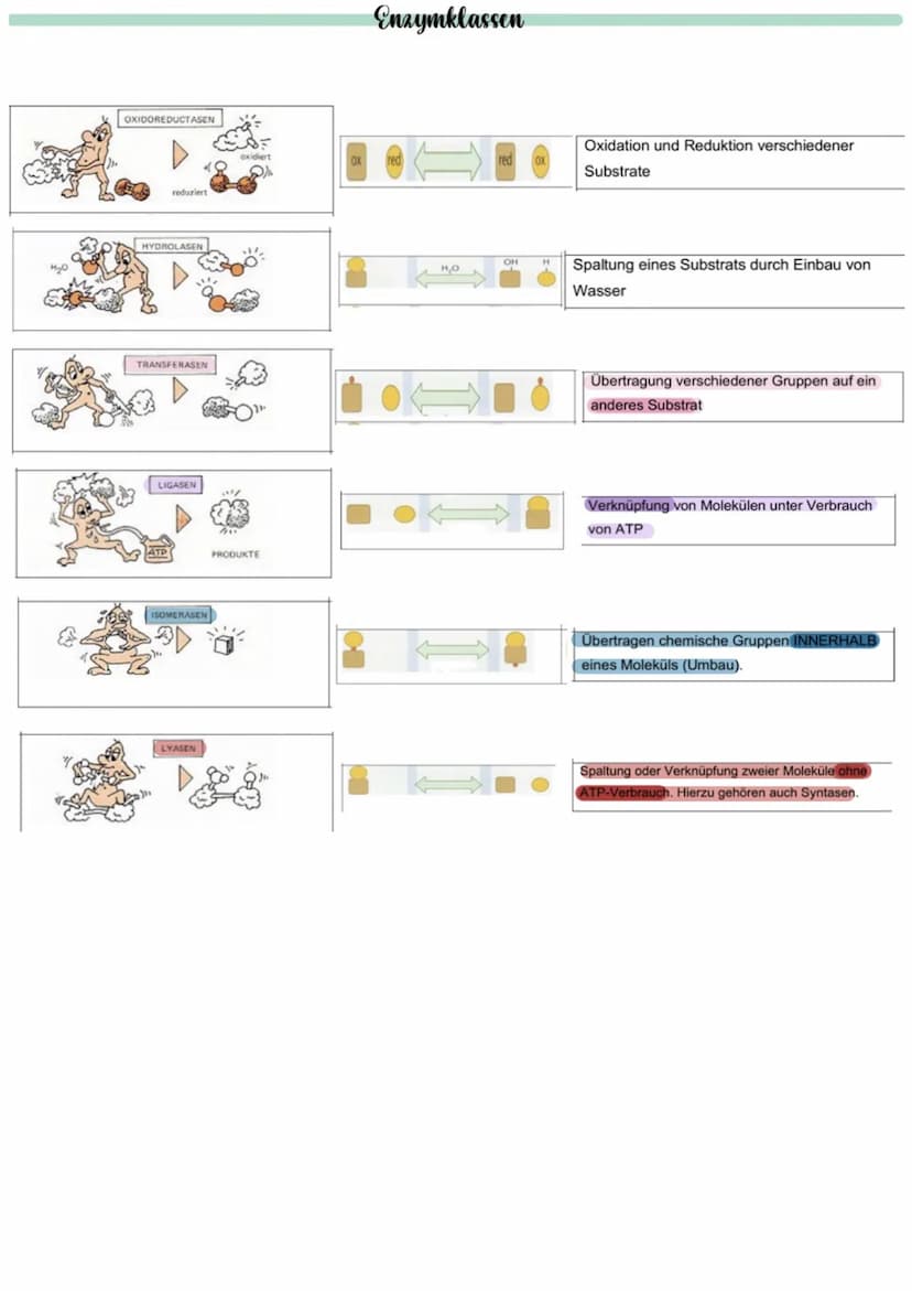  Biologie
Enzyme sind Proteine: Aufbau von Proteinen
Aus 1000en Aminosäuren, die zu einer Polypeptidkette verknüpft sind und zu einem Protei