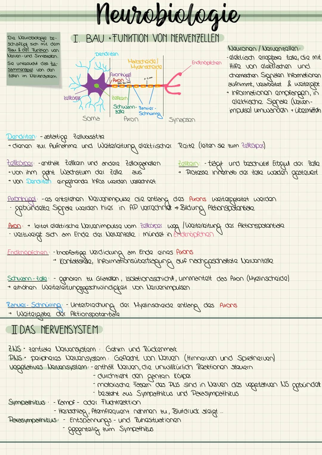 Die Neurobiologie be-
schäftigt sich mit dem
Bau & der Funktion von
Narvan-und Sinnaszallan.
Sie untersucht das zu-
sammenspiel von den
Zell