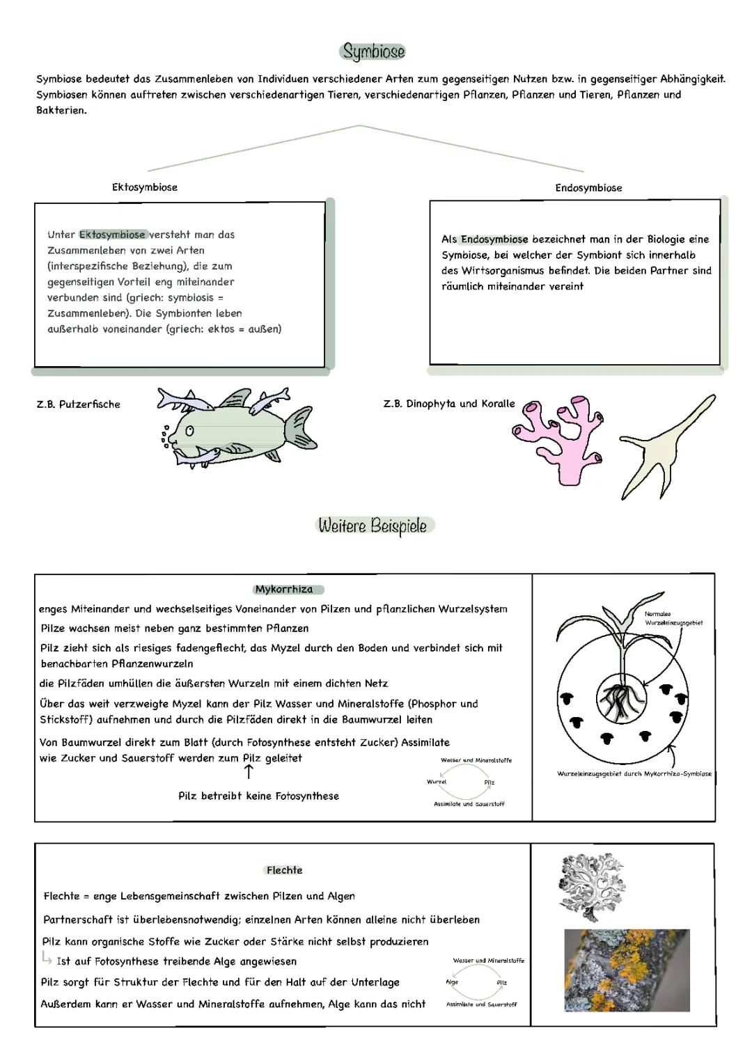 Symbiose einfach erklärt: Pilze, Pflanzen und Menschen