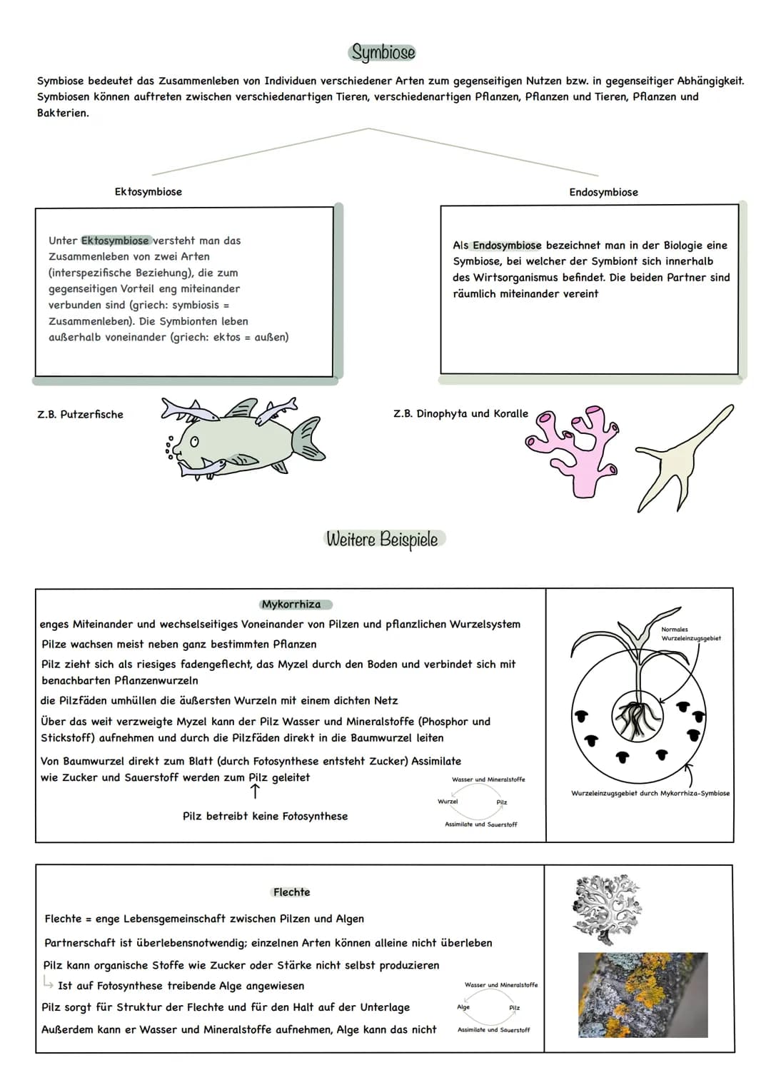 Symbiose
Symbiose bedeutet das Zusammenleben von Individuen verschiedener Arten zum gegenseitigen Nutzen bzw. in gegenseitiger Abhängigkeit.