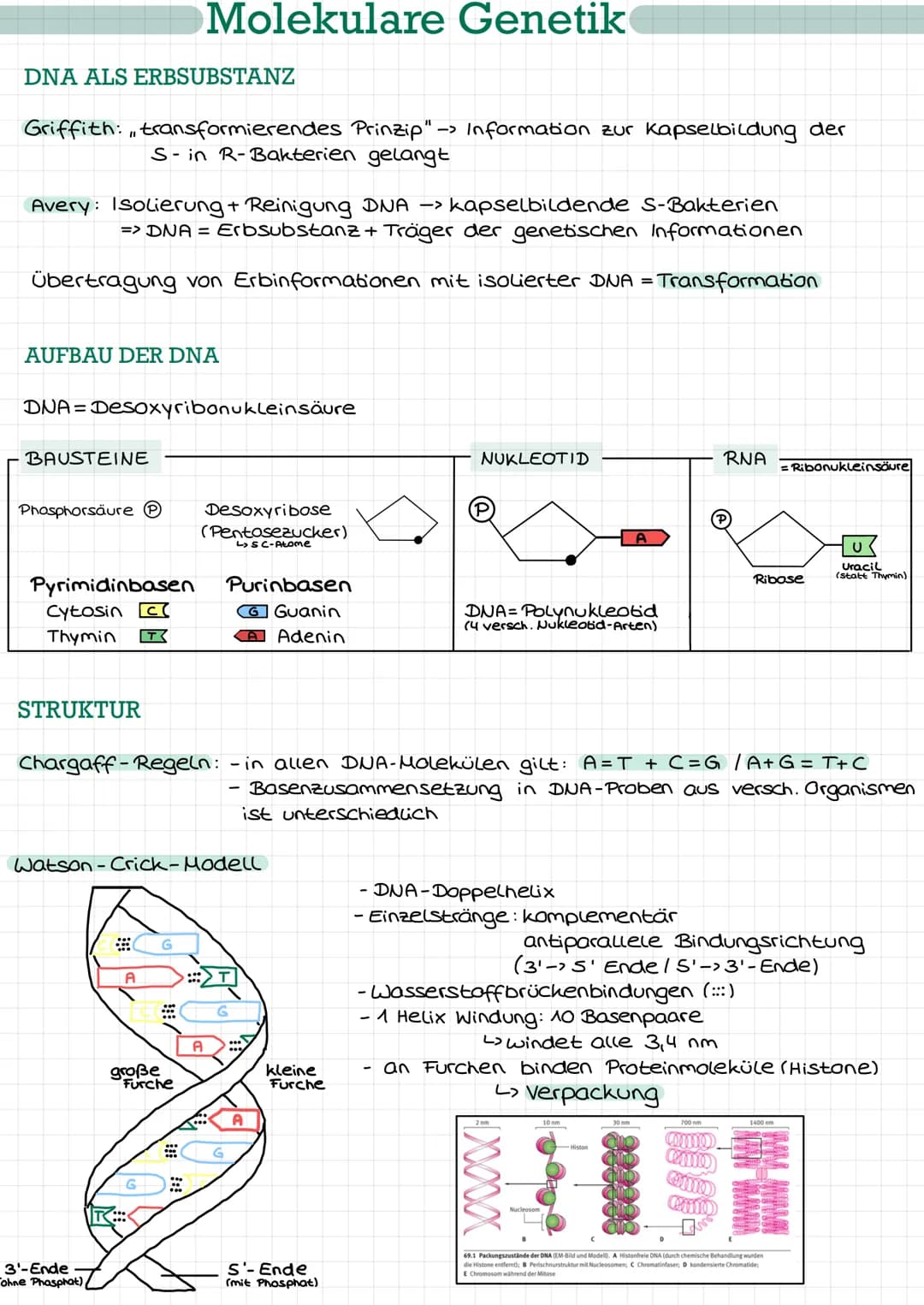 DNA ALS ERBSUBSTANZ
Griffith: transformierendes Prinzip"-> Information zur Kapselbildung der
S-in R-Bakterien gelangt
11
Avery: Isolierung +