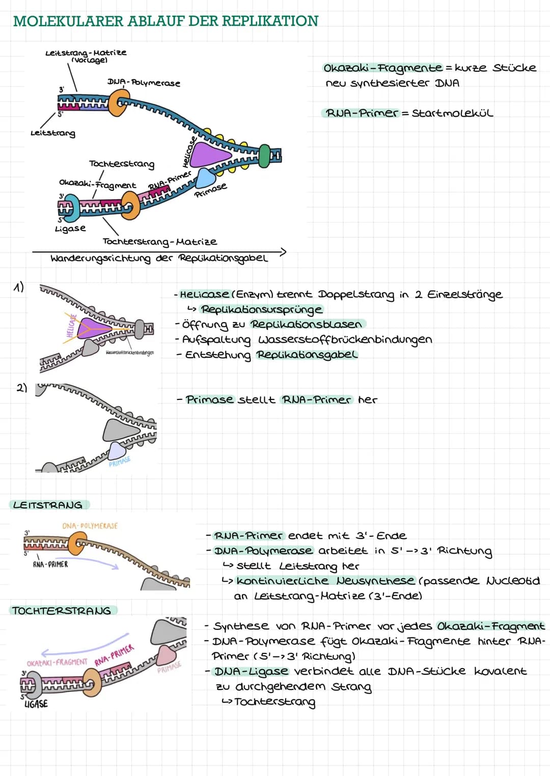 DNA ALS ERBSUBSTANZ
Griffith: transformierendes Prinzip"-> Information zur Kapselbildung der
S-in R-Bakterien gelangt
11
Avery: Isolierung +