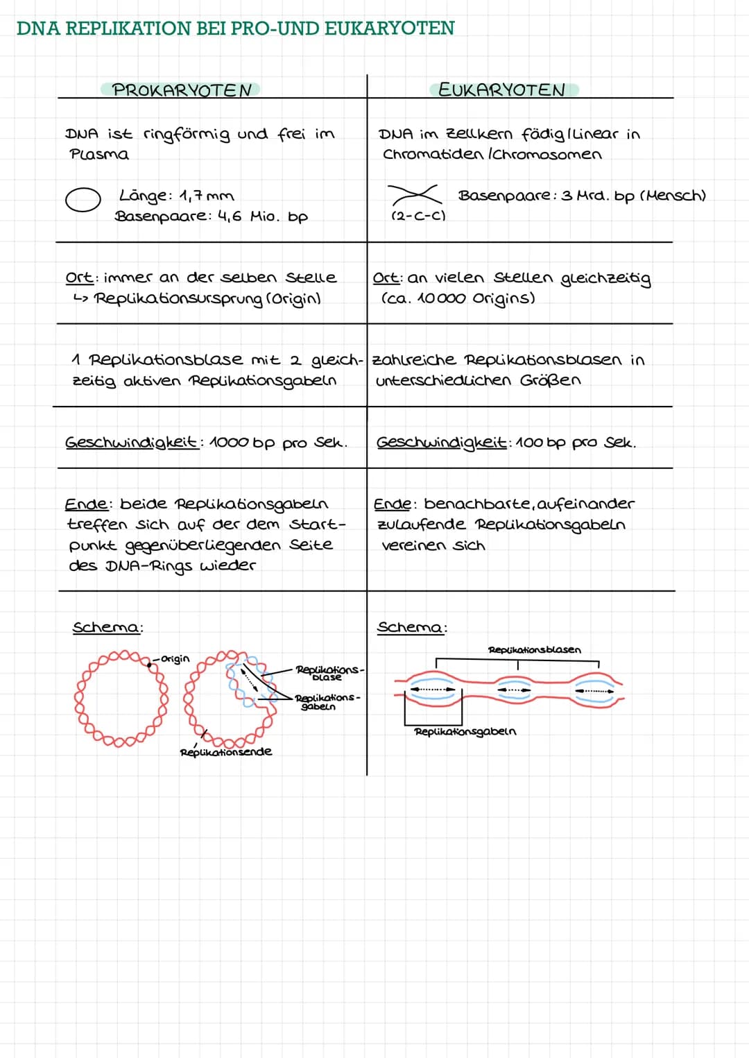 DNA ALS ERBSUBSTANZ
Griffith: transformierendes Prinzip"-> Information zur Kapselbildung der
S-in R-Bakterien gelangt
11
Avery: Isolierung +