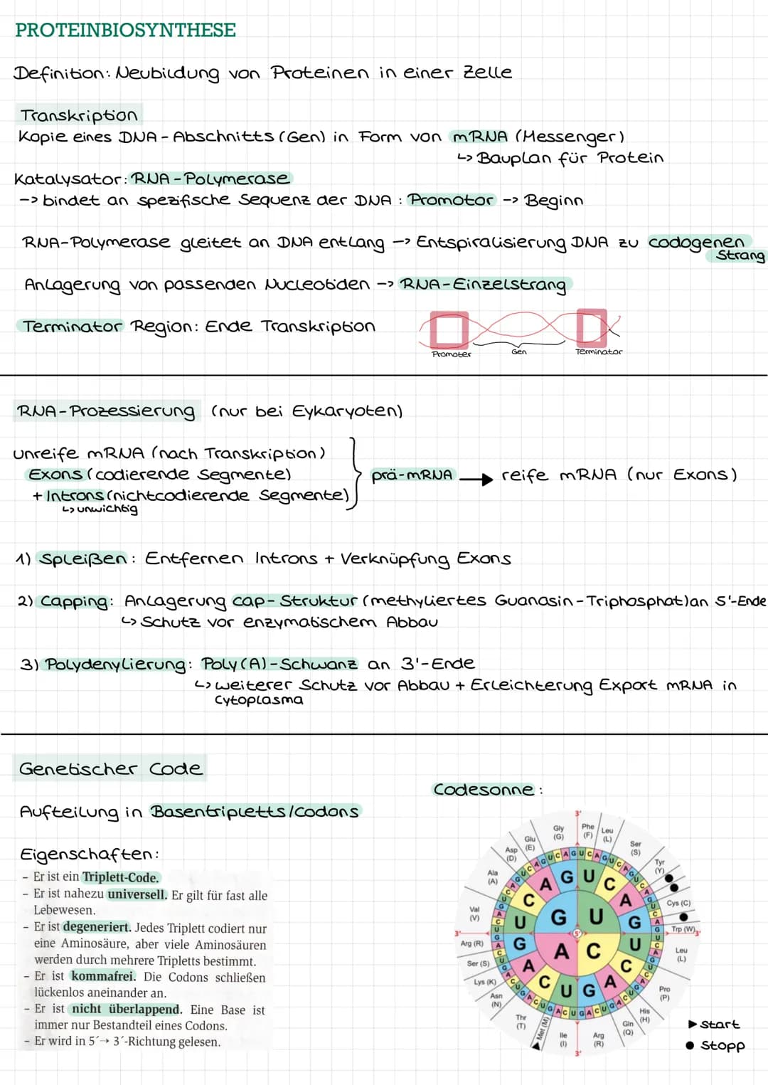 DNA ALS ERBSUBSTANZ
Griffith: transformierendes Prinzip"-> Information zur Kapselbildung der
S-in R-Bakterien gelangt
11
Avery: Isolierung +