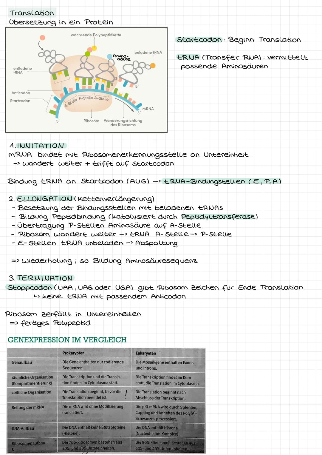 DNA ALS ERBSUBSTANZ
Griffith: transformierendes Prinzip"-> Information zur Kapselbildung der
S-in R-Bakterien gelangt
11
Avery: Isolierung +