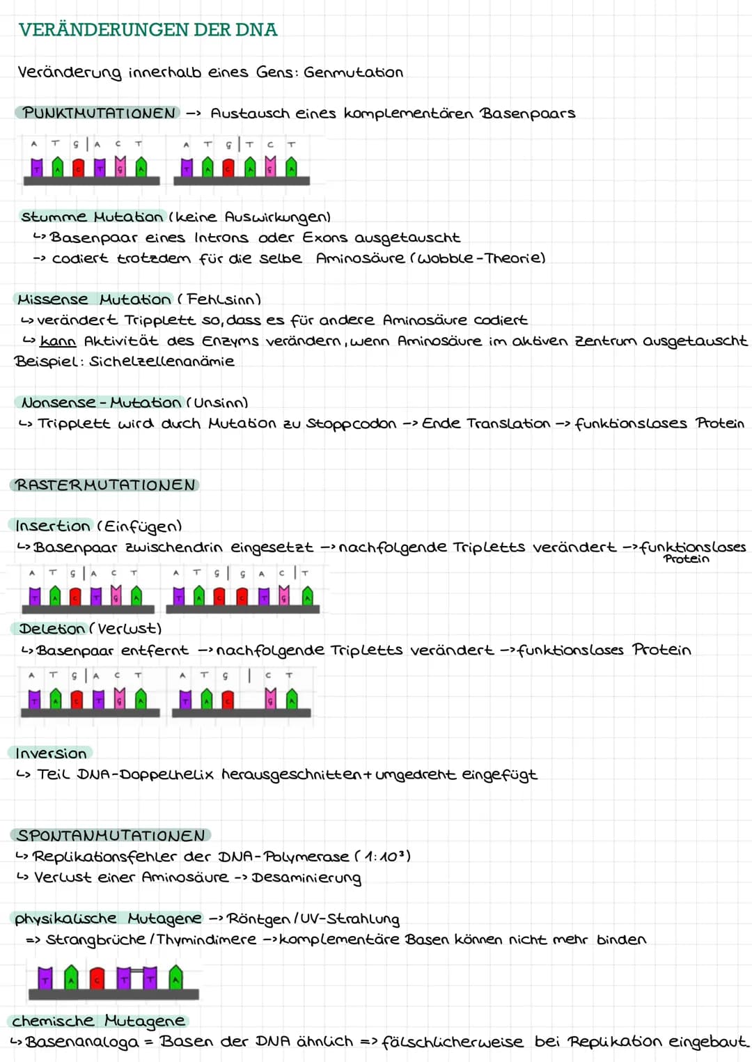 DNA ALS ERBSUBSTANZ
Griffith: transformierendes Prinzip"-> Information zur Kapselbildung der
S-in R-Bakterien gelangt
11
Avery: Isolierung +