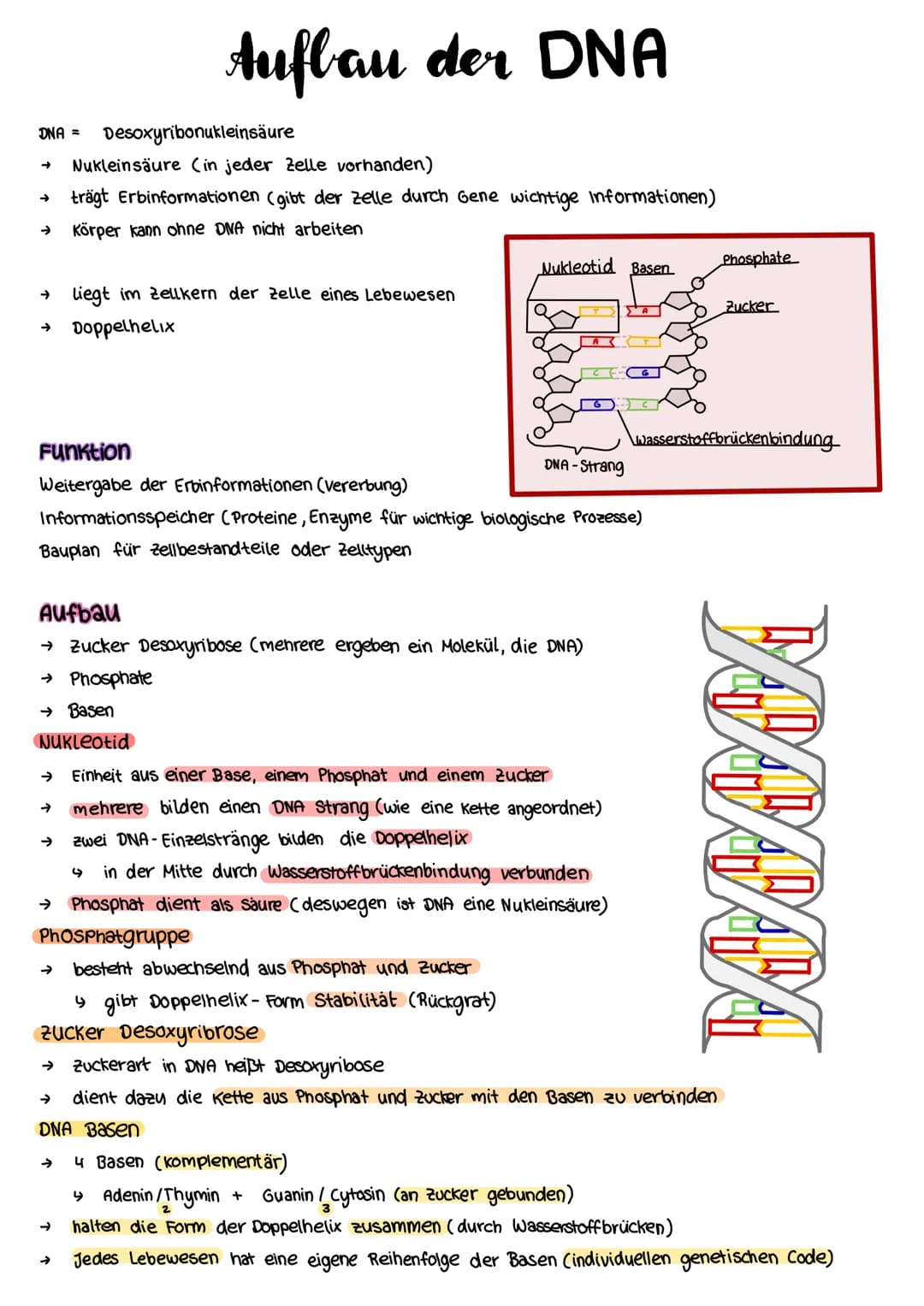 Aufbau der DNA
DNA = Desoxyribonukleinsäure
Nukleinsäure (in jeder Zelle vorhanden)
trägt Erbinformationen (gibt der Zelle durch Gene wichti
