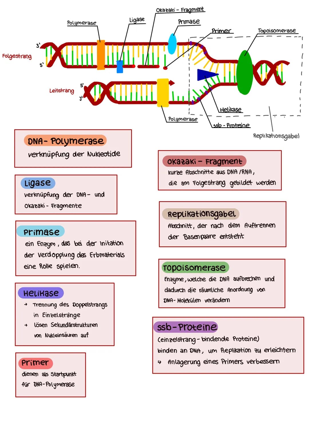 Aufbau der DNA
DNA = Desoxyribonukleinsäure
Nukleinsäure (in jeder Zelle vorhanden)
trägt Erbinformationen (gibt der Zelle durch Gene wichti