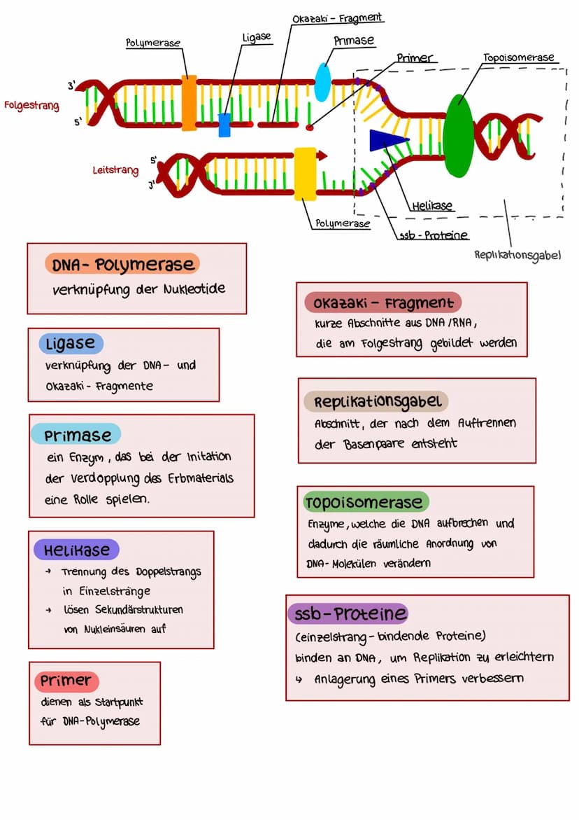 Aufbau der DNA
DNA = Desoxyribonukleinsäure
Nukleinsäure (in jeder Zelle vorhanden)
trägt Erbinformationen (gibt der Zelle durch Gene wichti