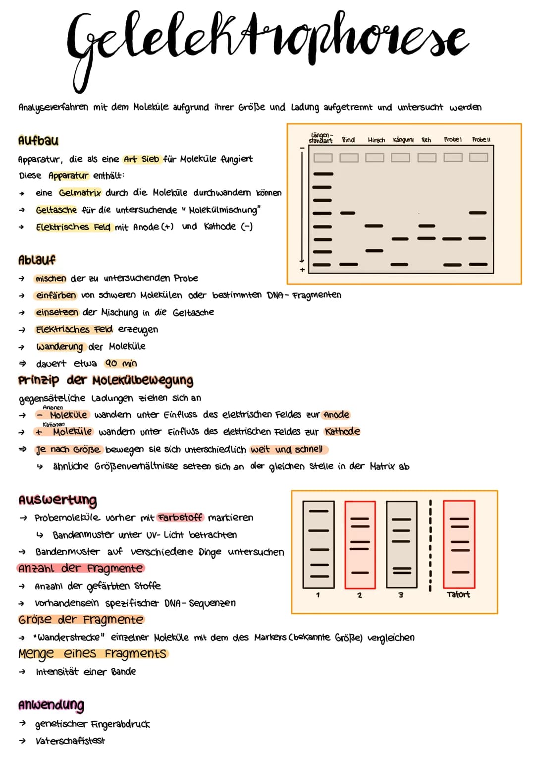 Aufbau der DNA
DNA = Desoxyribonukleinsäure
Nukleinsäure (in jeder Zelle vorhanden)
trägt Erbinformationen (gibt der Zelle durch Gene wichti
