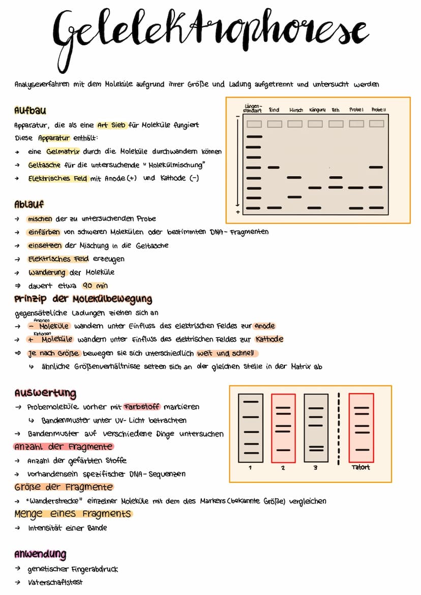 Aufbau der DNA
DNA = Desoxyribonukleinsäure
Nukleinsäure (in jeder Zelle vorhanden)
trägt Erbinformationen (gibt der Zelle durch Gene wichti
