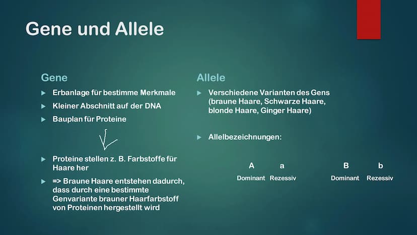 KLASSISCHE GENETIK
KLASSISCH ZUSAMMENGEFASST Gene und Allele
Gene
Erbanlage für bestimme Merkmale
Kleiner Abschnitt auf der DNA
Bauplan für 