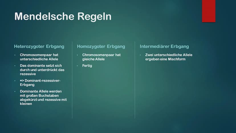 KLASSISCHE GENETIK
KLASSISCH ZUSAMMENGEFASST Gene und Allele
Gene
Erbanlage für bestimme Merkmale
Kleiner Abschnitt auf der DNA
Bauplan für 