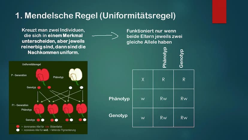 KLASSISCHE GENETIK
KLASSISCH ZUSAMMENGEFASST Gene und Allele
Gene
Erbanlage für bestimme Merkmale
Kleiner Abschnitt auf der DNA
Bauplan für 