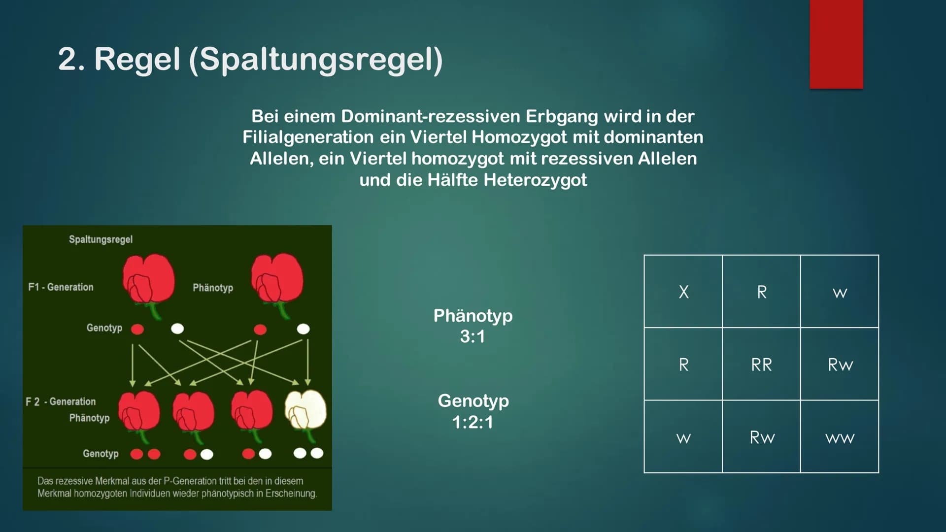 KLASSISCHE GENETIK
KLASSISCH ZUSAMMENGEFASST Gene und Allele
Gene
Erbanlage für bestimme Merkmale
Kleiner Abschnitt auf der DNA
Bauplan für 