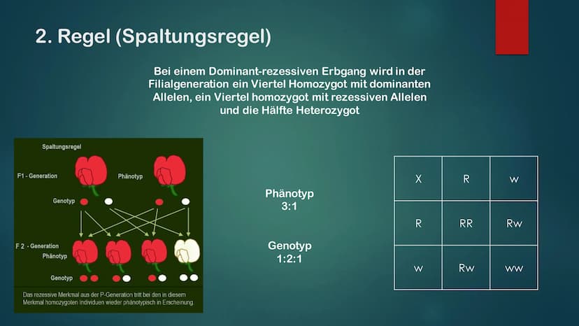 KLASSISCHE GENETIK
KLASSISCH ZUSAMMENGEFASST Gene und Allele
Gene
Erbanlage für bestimme Merkmale
Kleiner Abschnitt auf der DNA
Bauplan für 