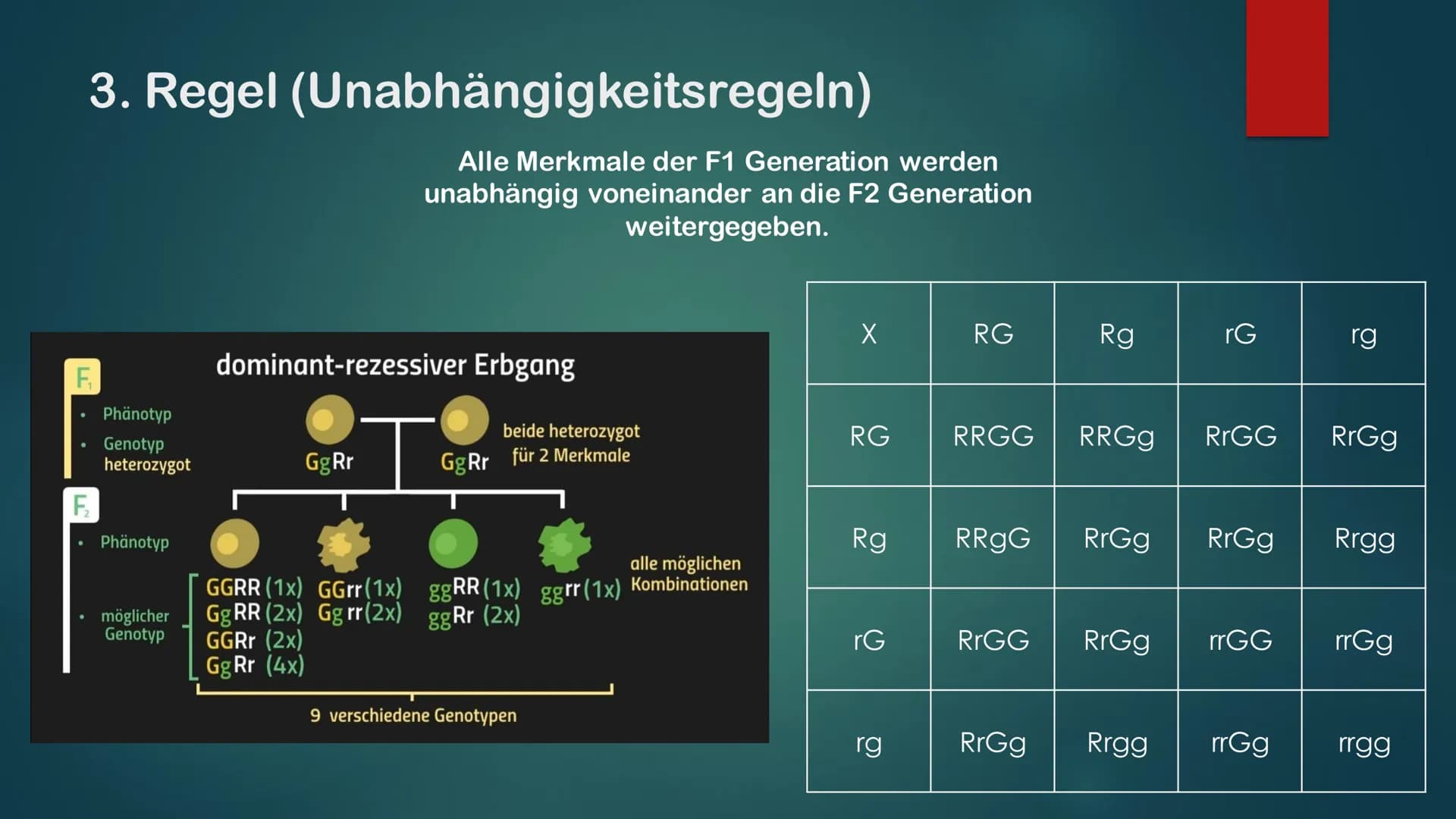 KLASSISCHE GENETIK
KLASSISCH ZUSAMMENGEFASST Gene und Allele
Gene
Erbanlage für bestimme Merkmale
Kleiner Abschnitt auf der DNA
Bauplan für 