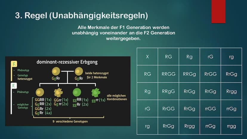 KLASSISCHE GENETIK
KLASSISCH ZUSAMMENGEFASST Gene und Allele
Gene
Erbanlage für bestimme Merkmale
Kleiner Abschnitt auf der DNA
Bauplan für 