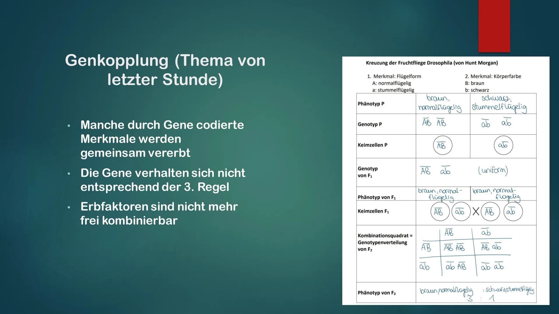 KLASSISCHE GENETIK
KLASSISCH ZUSAMMENGEFASST Gene und Allele
Gene
Erbanlage für bestimme Merkmale
Kleiner Abschnitt auf der DNA
Bauplan für 