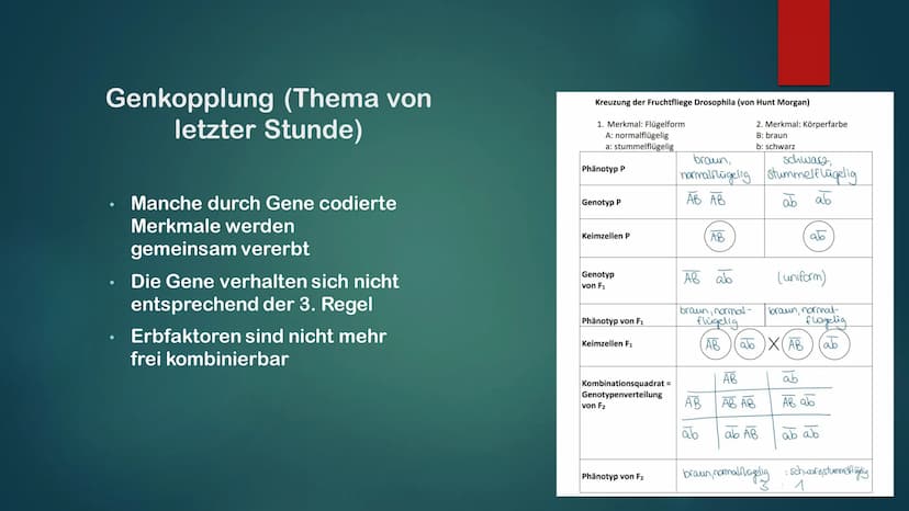 KLASSISCHE GENETIK
KLASSISCH ZUSAMMENGEFASST Gene und Allele
Gene
Erbanlage für bestimme Merkmale
Kleiner Abschnitt auf der DNA
Bauplan für 