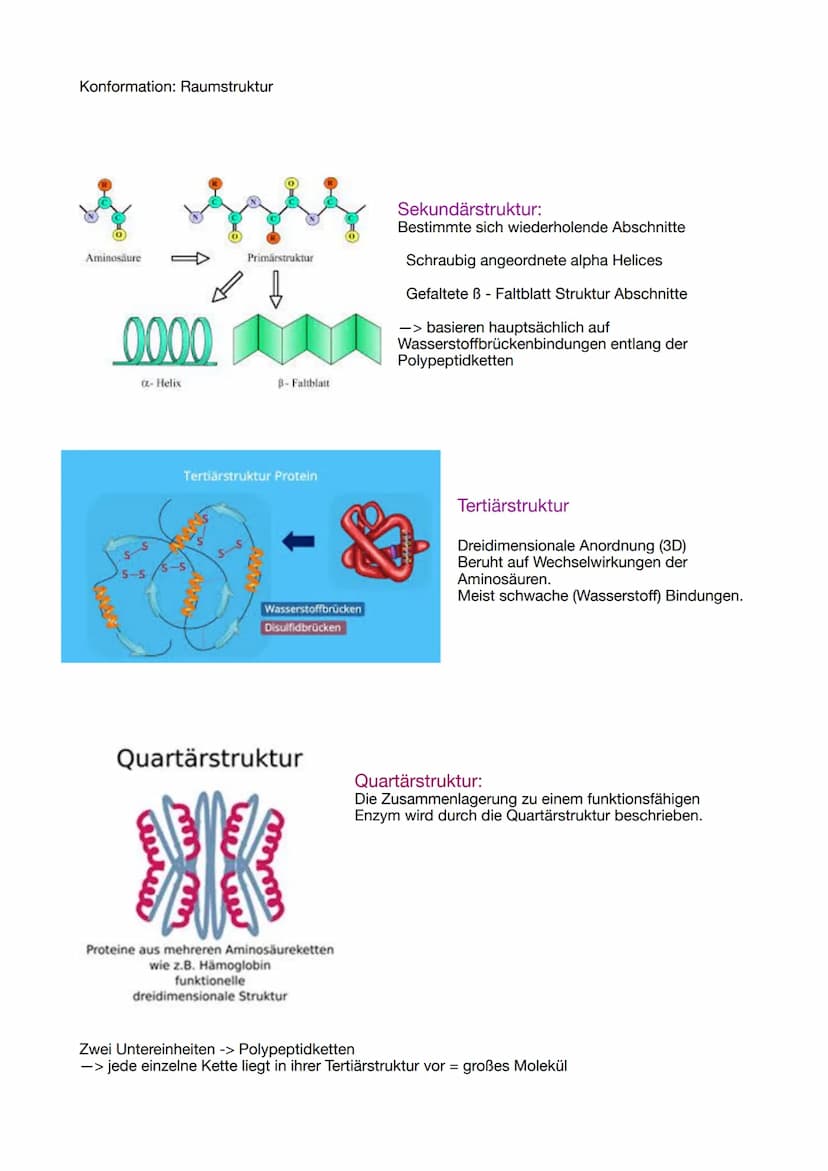 ABITUR 2023
Lernzettel Genetik
Evolution
BIOLOGIE
Ökologie
Neurologie GENETIK
Die Zelle, der Zellkern und der Zellzyklus
Osmose
Grundlage fü