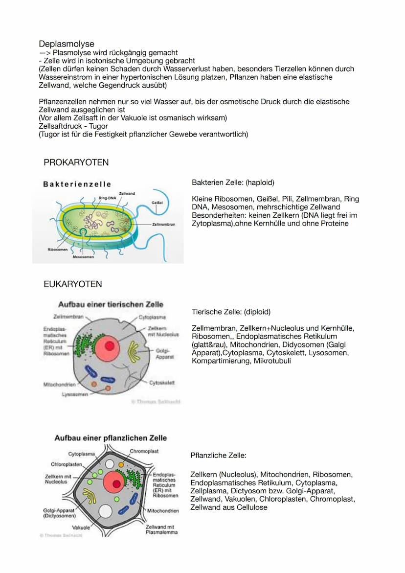 ABITUR 2023
Lernzettel Genetik
Evolution
BIOLOGIE
Ökologie
Neurologie GENETIK
Die Zelle, der Zellkern und der Zellzyklus
Osmose
Grundlage fü