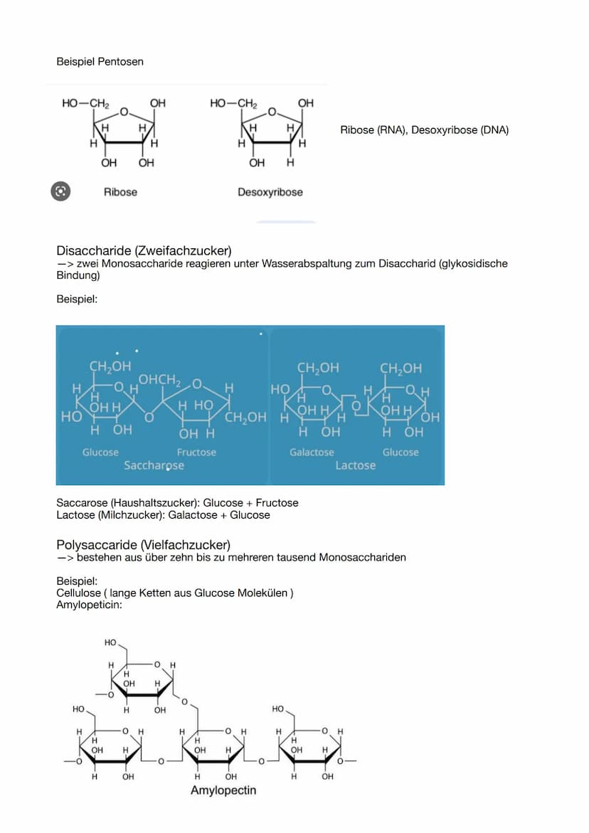 ABITUR 2023
Lernzettel Genetik
Evolution
BIOLOGIE
Ökologie
Neurologie GENETIK
Die Zelle, der Zellkern und der Zellzyklus
Osmose
Grundlage fü