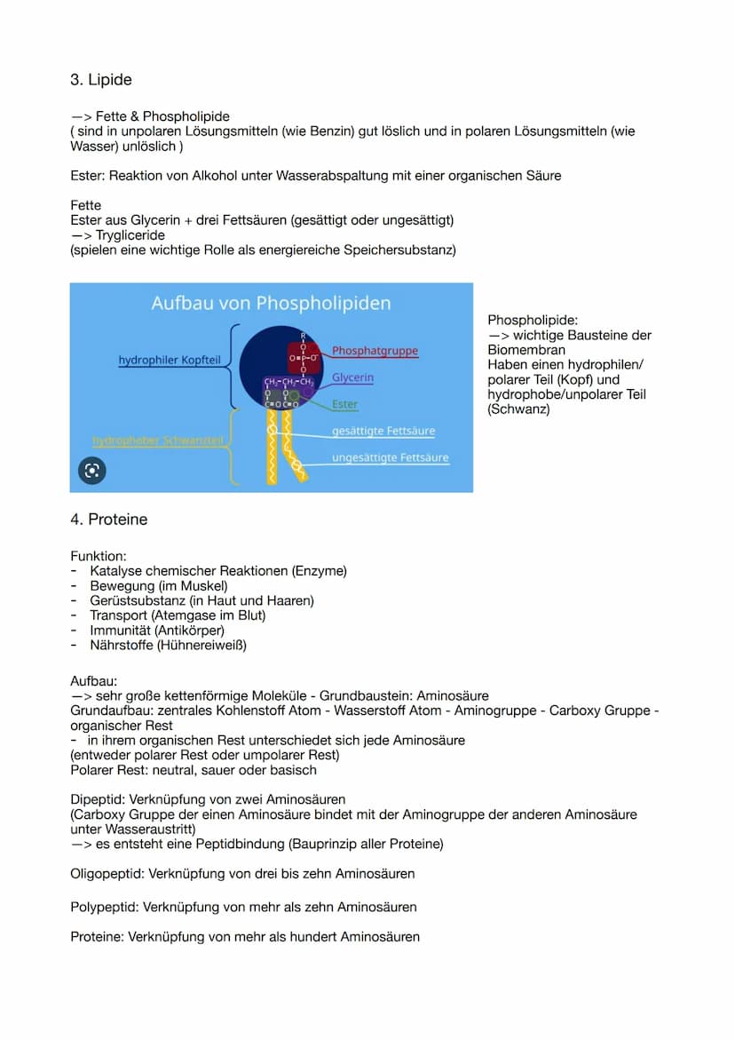 ABITUR 2023
Lernzettel Genetik
Evolution
BIOLOGIE
Ökologie
Neurologie GENETIK
Die Zelle, der Zellkern und der Zellzyklus
Osmose
Grundlage fü