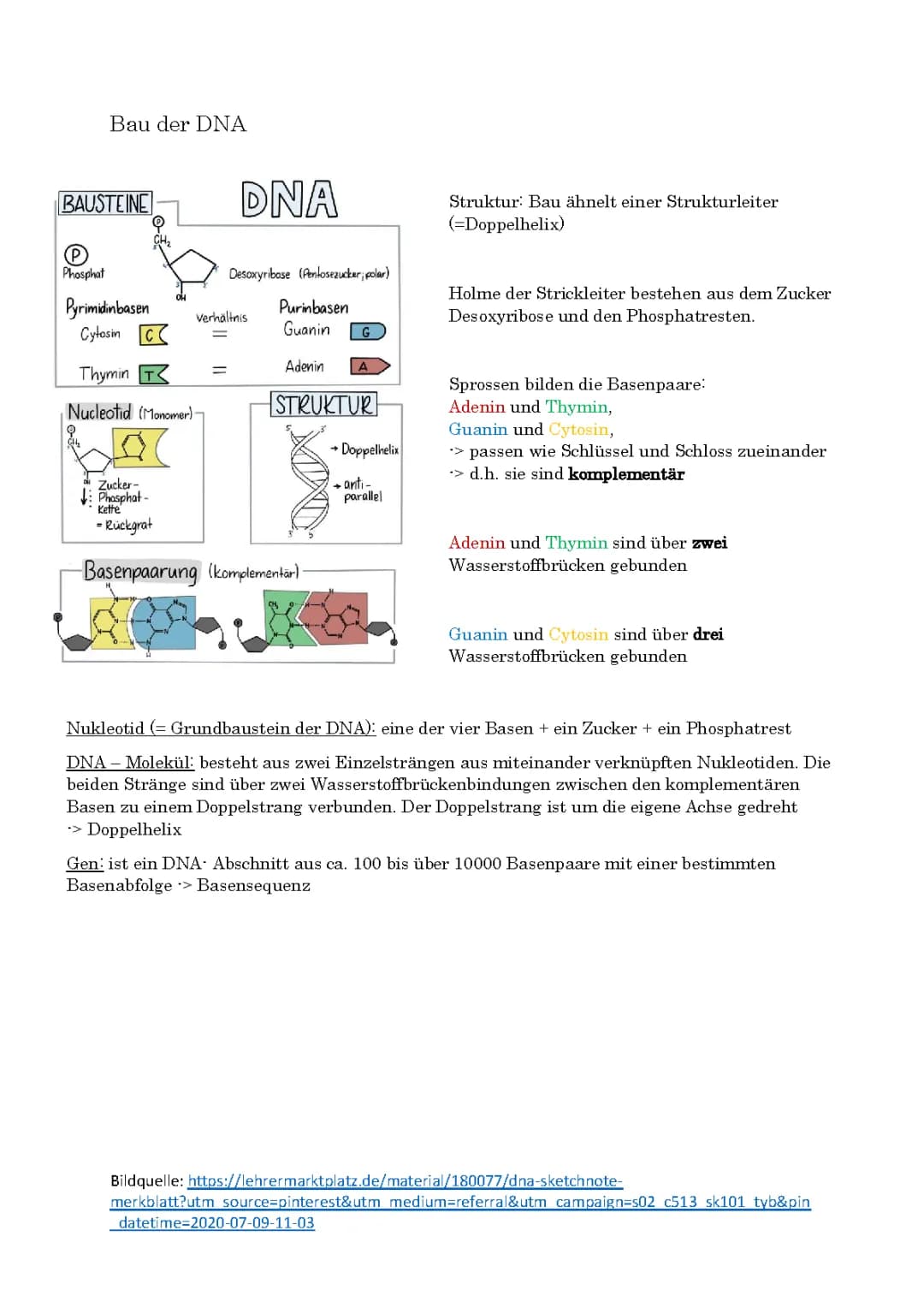 Bau der DNA