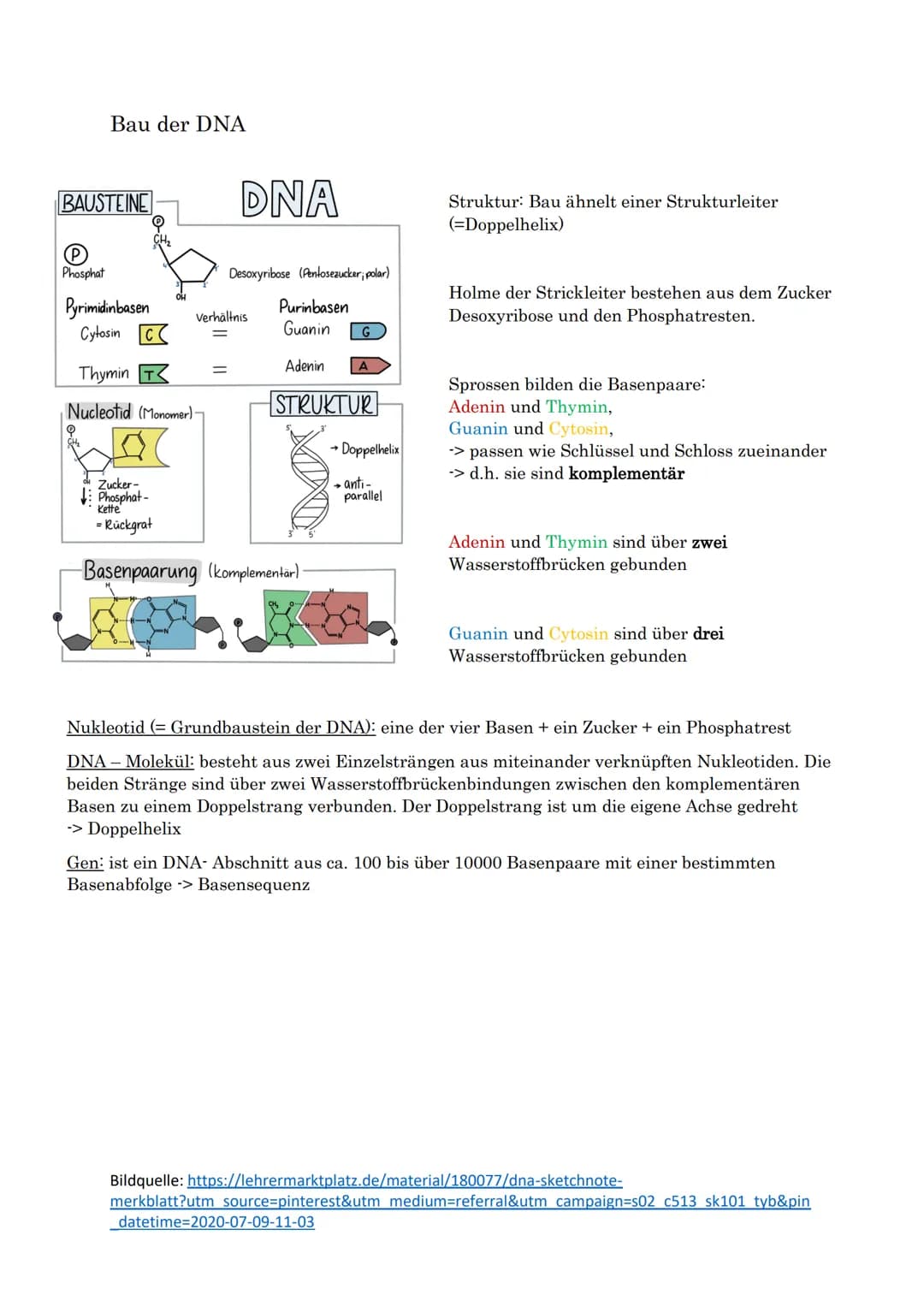 Bau der DNA
BAUSTEINE
Phosphat
Pyrimidinbasen
Cytosin C
DNA
Thymin T
Nucleotid (Monomer) -
Desoxyribose (Pentosezucker; polar)
Purinbasen
Gu