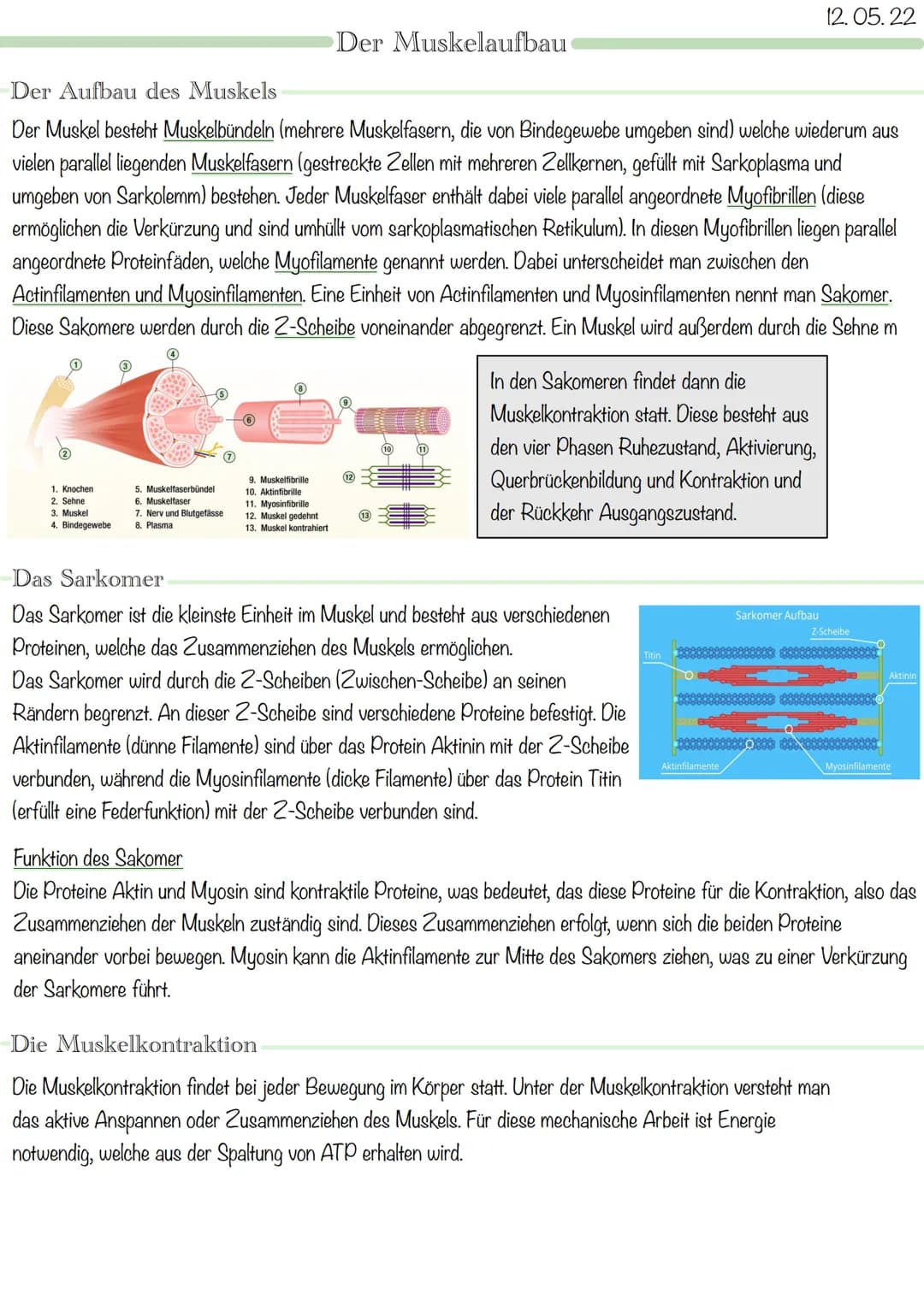 1. Knochen
2. Sehne
3. Muskel
4. Bindegewebe
Der Aufbau des Muskels
Der Muskel besteht Muskelbündeln (mehrere Muskelfasern, die von Bindegew