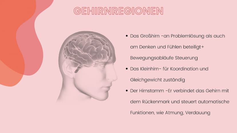 Lernen
Was ist
Lerner
●
●
Gedächnistypen
Ultrakurzzeitgedächtnis (wenige Sekunden)
Kurzzeitgedächtnis bei dem Strukturen des Hirns (Synapsen
