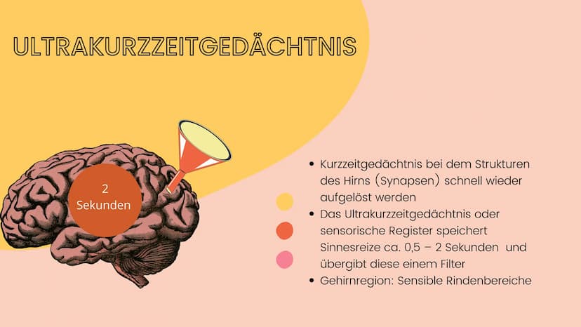 Lernen
Was ist
Lerner
●
●
Gedächnistypen
Ultrakurzzeitgedächtnis (wenige Sekunden)
Kurzzeitgedächtnis bei dem Strukturen des Hirns (Synapsen