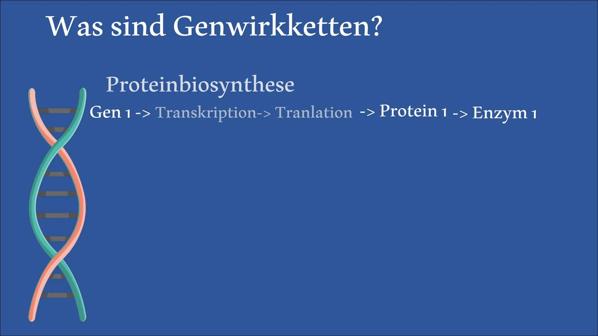  Biologie Referat
Genwirkketten
von Bengt und Lena Inhaltsangabe
Was sind
Genwirkketten?
Genwirkketten am Beispiel
von Blütenfarben
Ein-Gen-