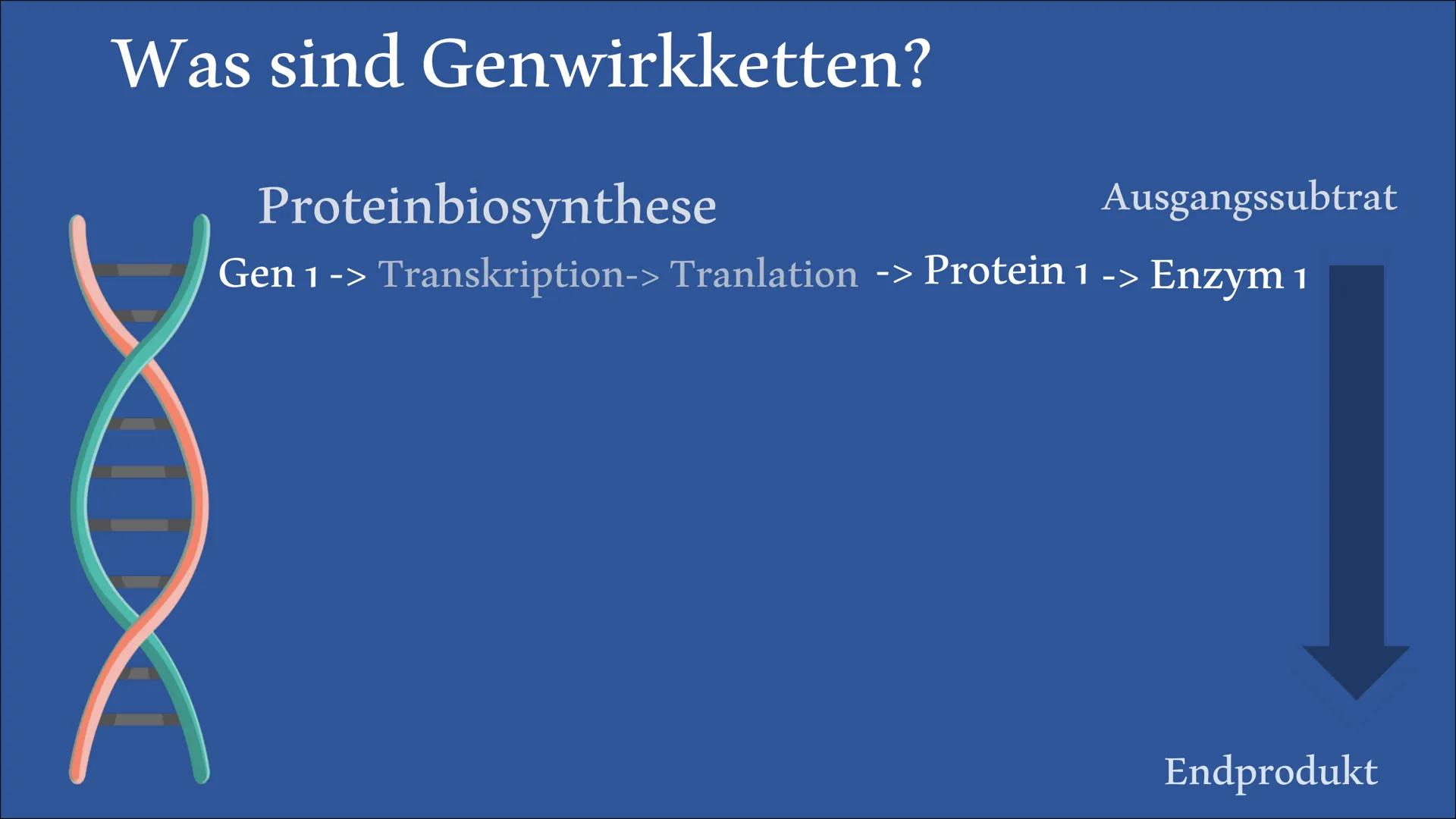  Biologie Referat
Genwirkketten
von Bengt und Lena Inhaltsangabe
Was sind
Genwirkketten?
Genwirkketten am Beispiel
von Blütenfarben
Ein-Gen-