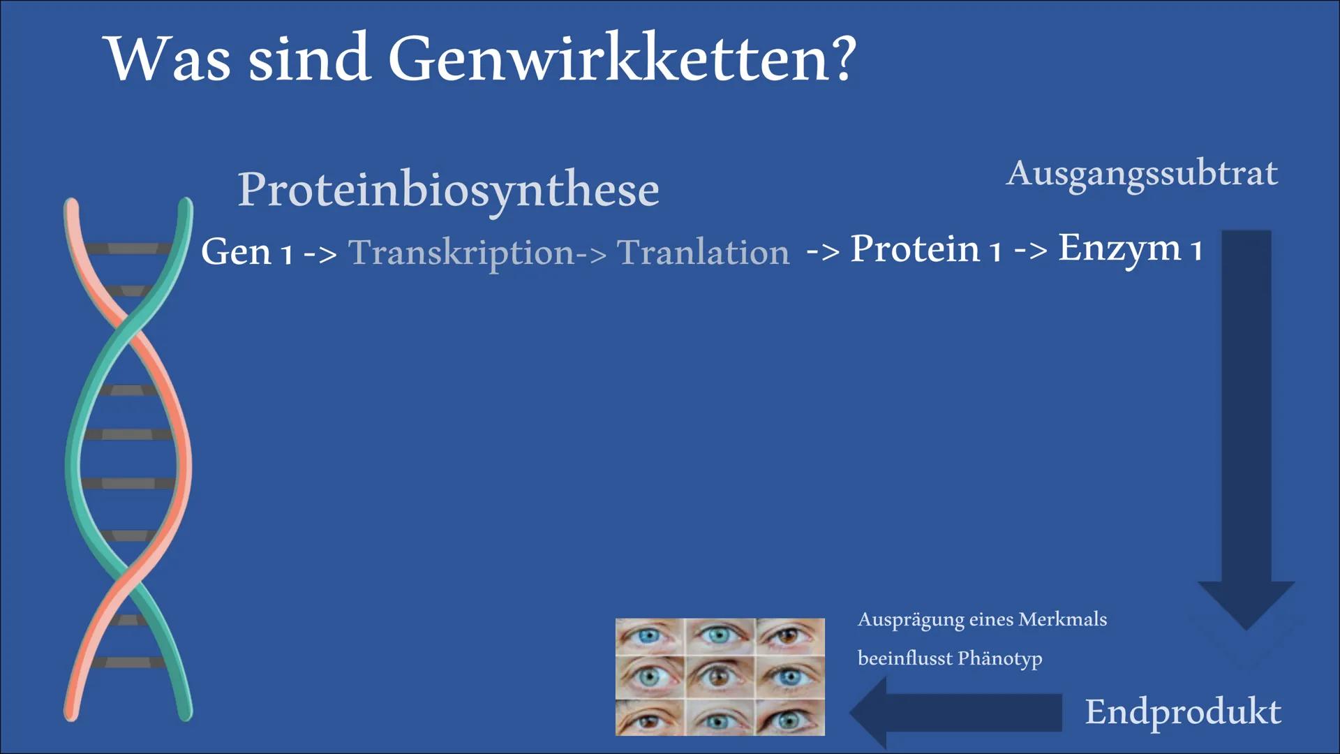  Biologie Referat
Genwirkketten
von Bengt und Lena Inhaltsangabe
Was sind
Genwirkketten?
Genwirkketten am Beispiel
von Blütenfarben
Ein-Gen-