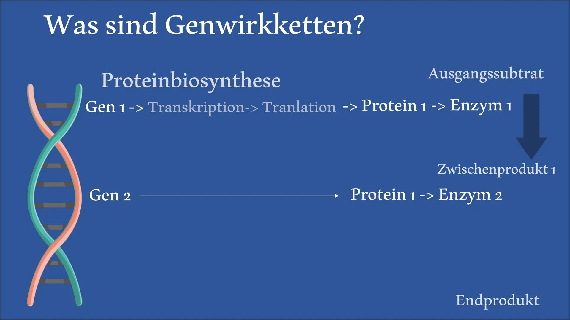  Biologie Referat
Genwirkketten
von Bengt und Lena Inhaltsangabe
Was sind
Genwirkketten?
Genwirkketten am Beispiel
von Blütenfarben
Ein-Gen-