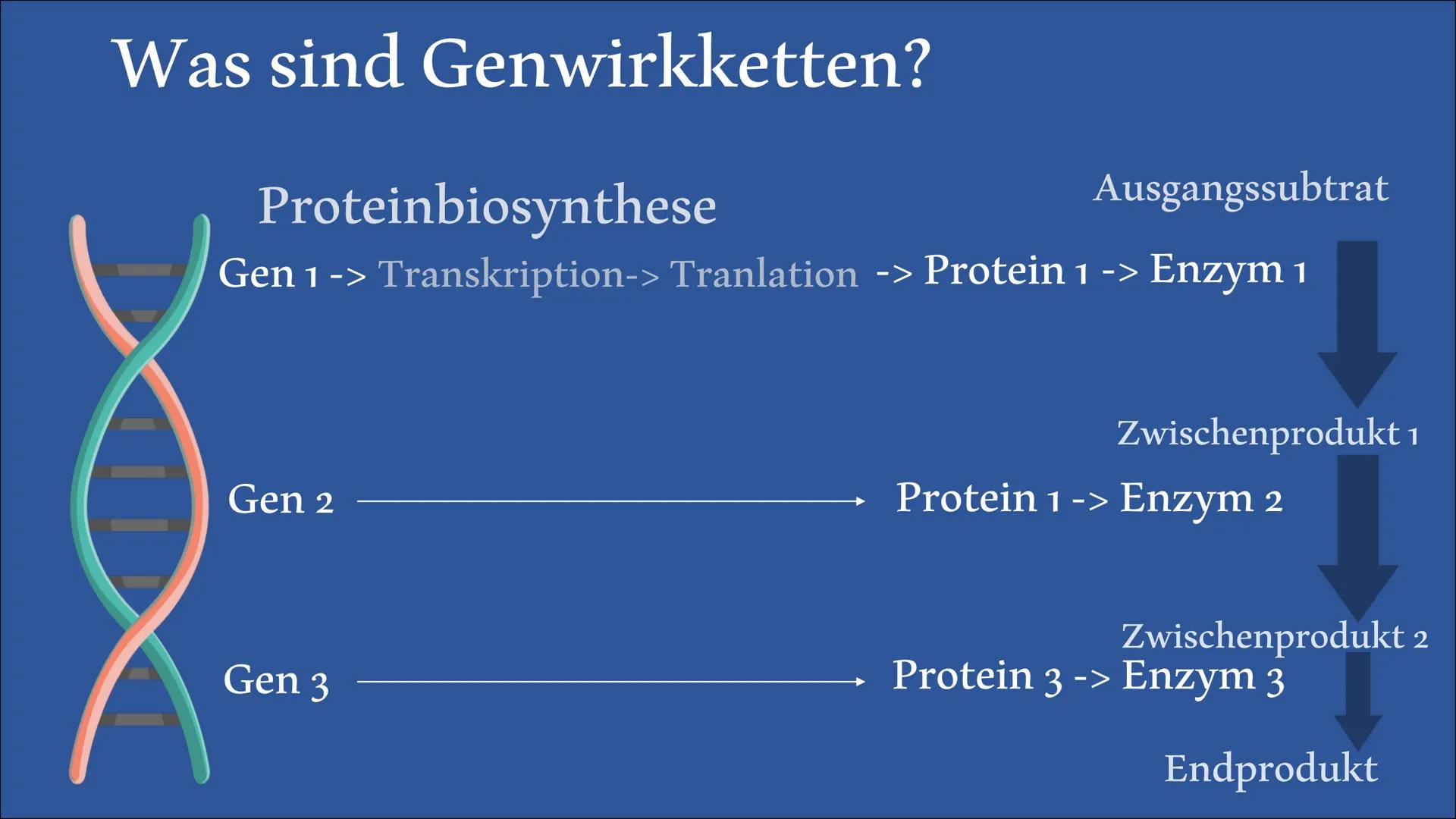  Biologie Referat
Genwirkketten
von Bengt und Lena Inhaltsangabe
Was sind
Genwirkketten?
Genwirkketten am Beispiel
von Blütenfarben
Ein-Gen-