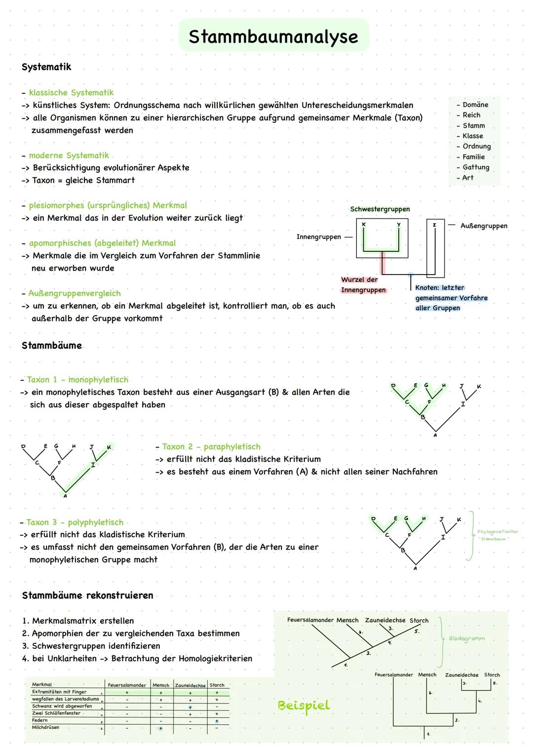 # Stammbaumanalyse

Systematik

- klassische Systematik
  - künstliches System: Ordnungsschema nach willkürlichen gewählten Unterescheidungs