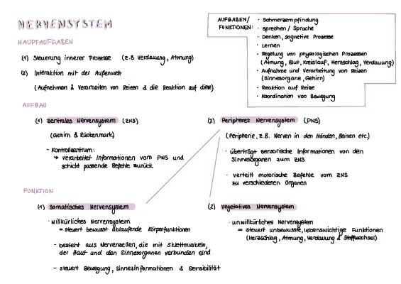 Know Nervensystem (Neurobiologie) thumbnail